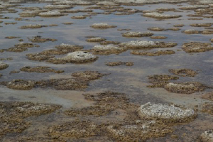 Great Salt Lake Field Trip